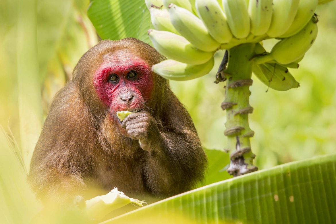 Bananowiec (Musa) – uprawa, pielęgnacja i odmiany