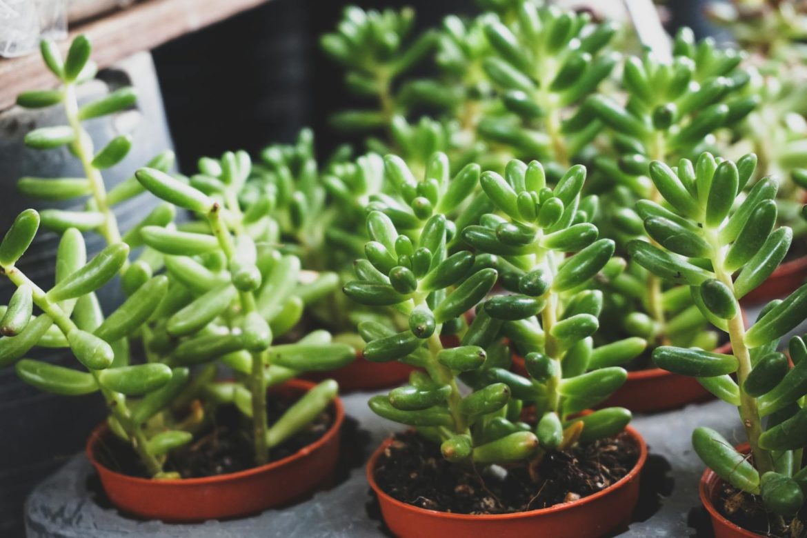 Lithops, czyli żywe kamienie – uprawa, odmiany, zastosowanie, pielęgnacja